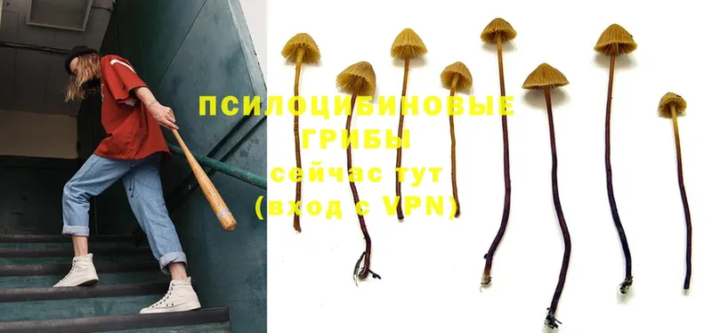 Галлюциногенные грибы GOLDEN TEACHER  KRAKEN   Заинск 